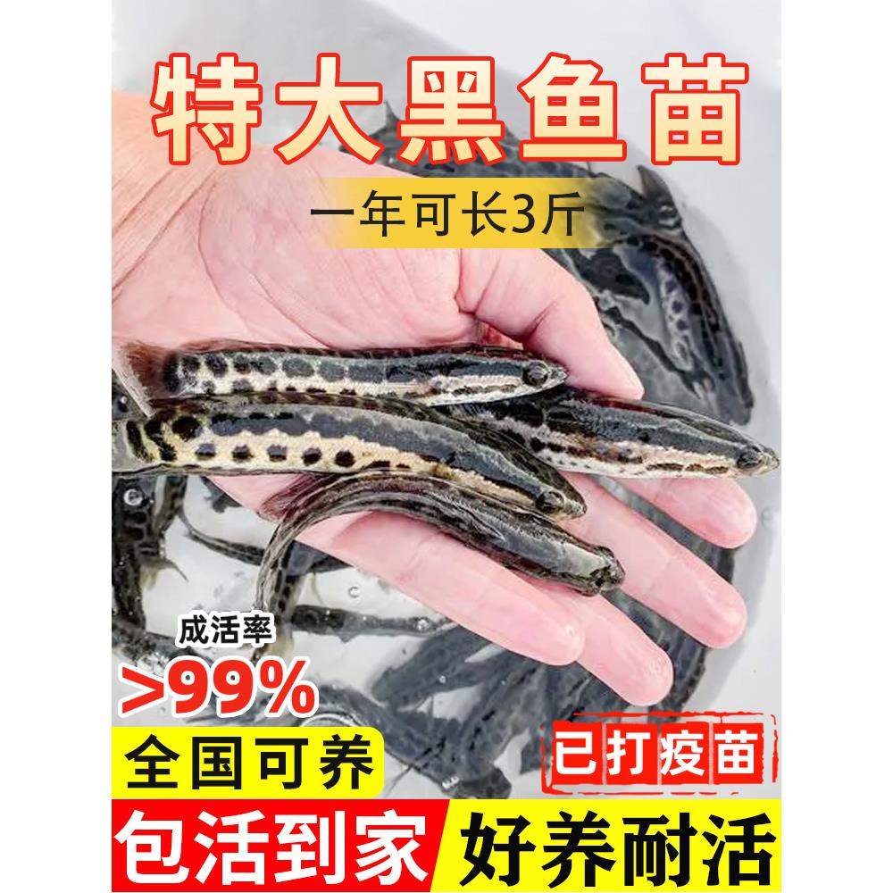 黑鱼苗淡水养殖食用特大乌棒生财鱼苗活体冷水观赏鱼路亚大乌鱼苗