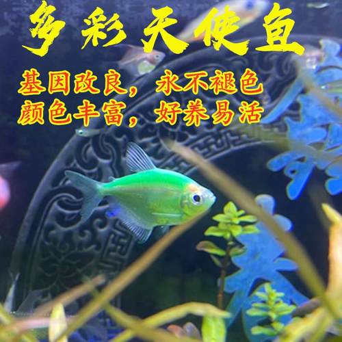 天使鱼彩色鱼柠檬天使鱼翡翠天使鱼小型热带景观鱼草缸活体包邮