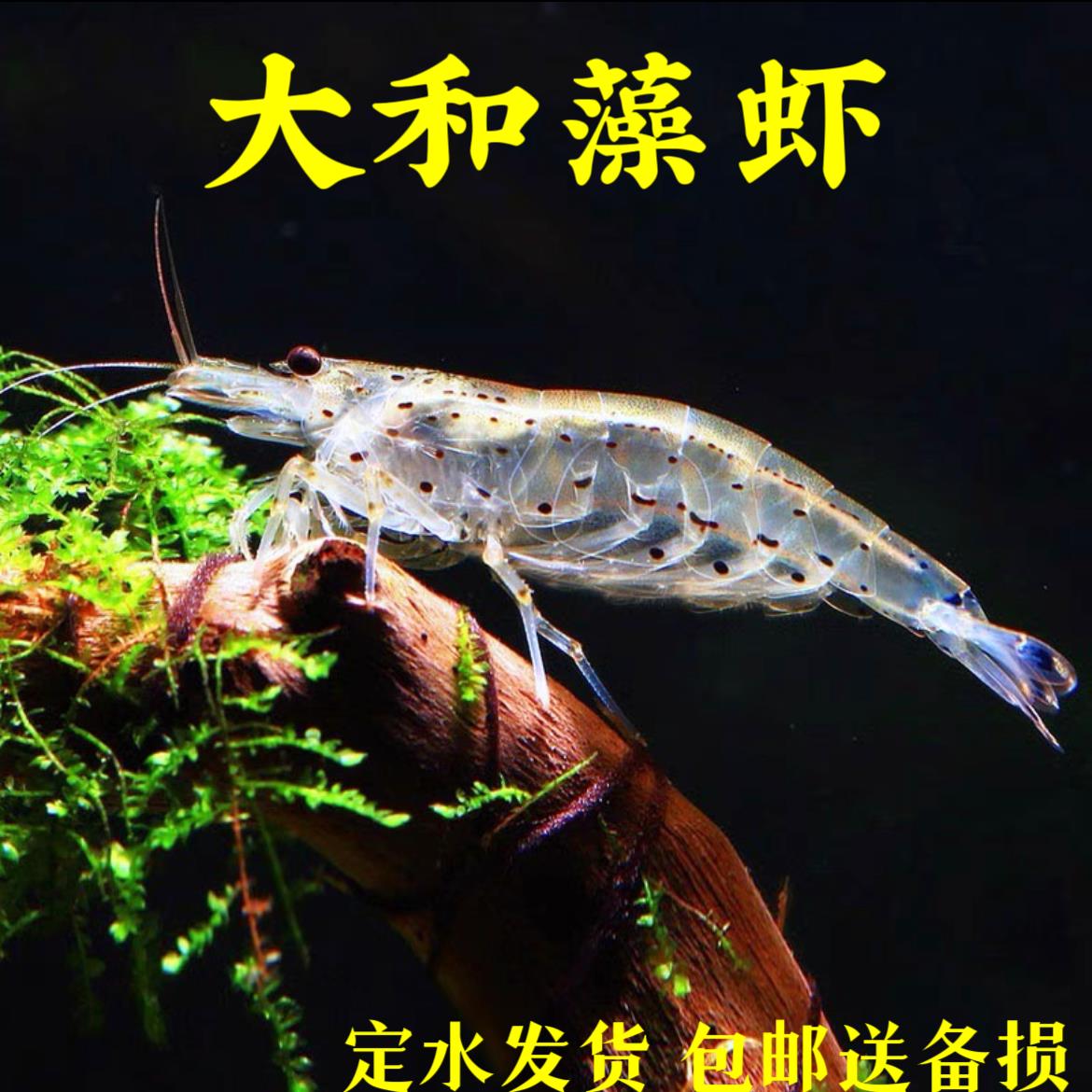除藻大河藻虾工具虾包邮除藻大和藻虾大号尺寸工具虾观赏虾抱卵虾