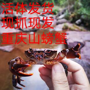 食药用山螃蟹淡水土蟹养生河蟹野生接骨煮煲水照影蟛蜞华溪流螃蟹