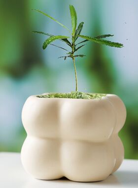 ins奶油风北欧简约陶瓷花盆家用轻奢蝴蝶兰梦香兰多肉绿植盆景盆