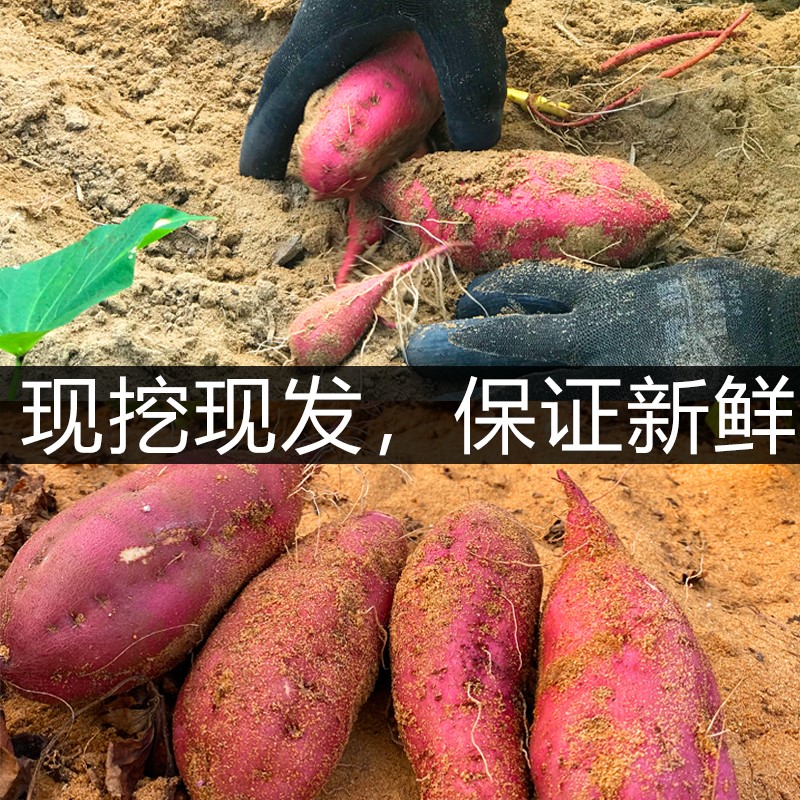 海南澄迈桥头红薯富硒新鲜生的10斤板栗地瓜农家自种沙地番薯黄心