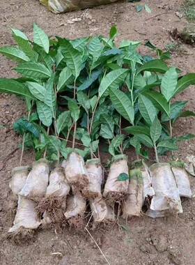 大叶种茶苗金明池茶树庭院秋冬季