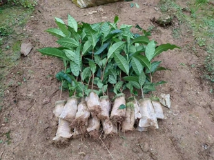 普洱茶树苗云南冰岛昔归班章大叶种茶苗大叶茶苗茶树盆栽盆景绿植