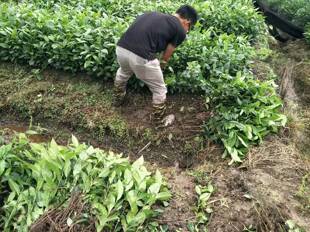 乔木云南冰岛昔归班章大叶种茶苗普洱茶树苗大叶茶苗茶树盆栽盆景
