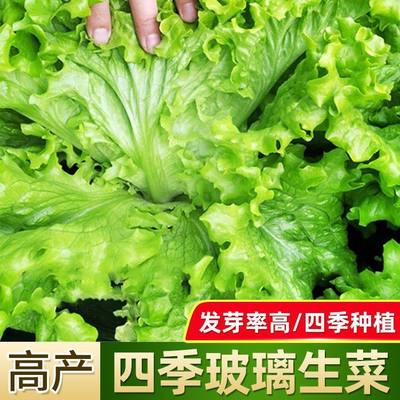 四季奶油生菜种子大速生菜玻璃生菜种子可生吃阳台盆栽耐寒耐热