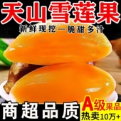 包邮 现货 2025年雪莲果云南天山黄肉雪莲果新鲜水果脆甜多汁9斤