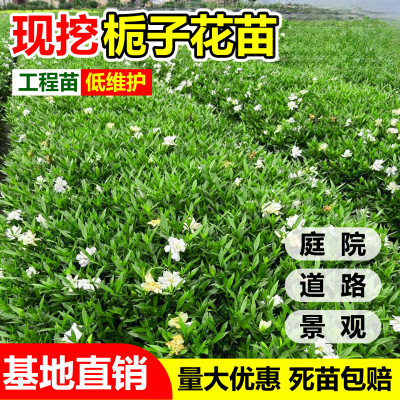 栀子花苗小叶栀子树苗地栽室内外