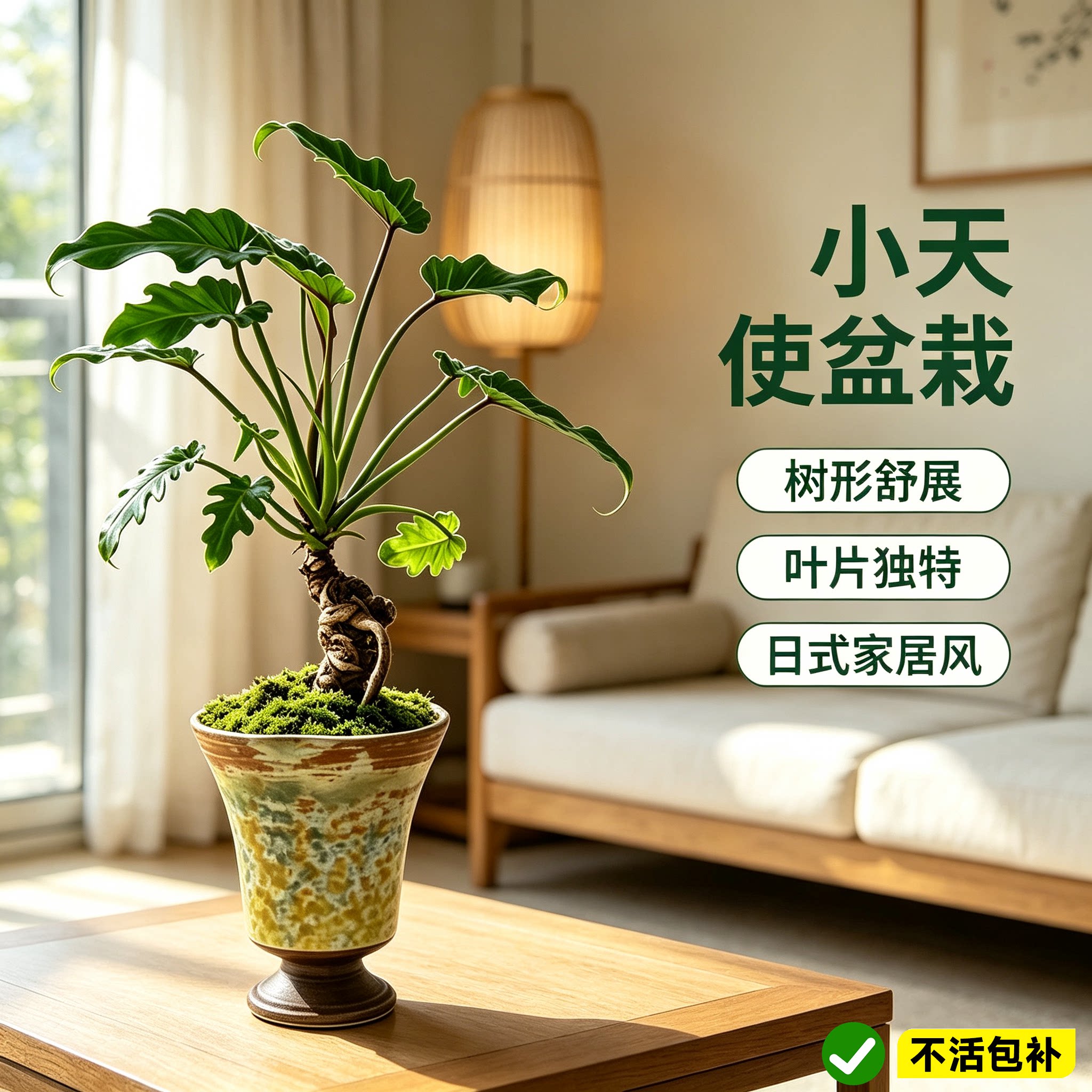 龙鳞小天使室内植物绿植北欧盆栽图片