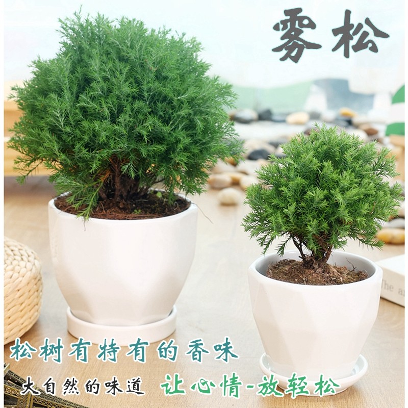 雾松盆栽植物小盆景室内净化空气四季常青雾凇办公室好养桌面绿植