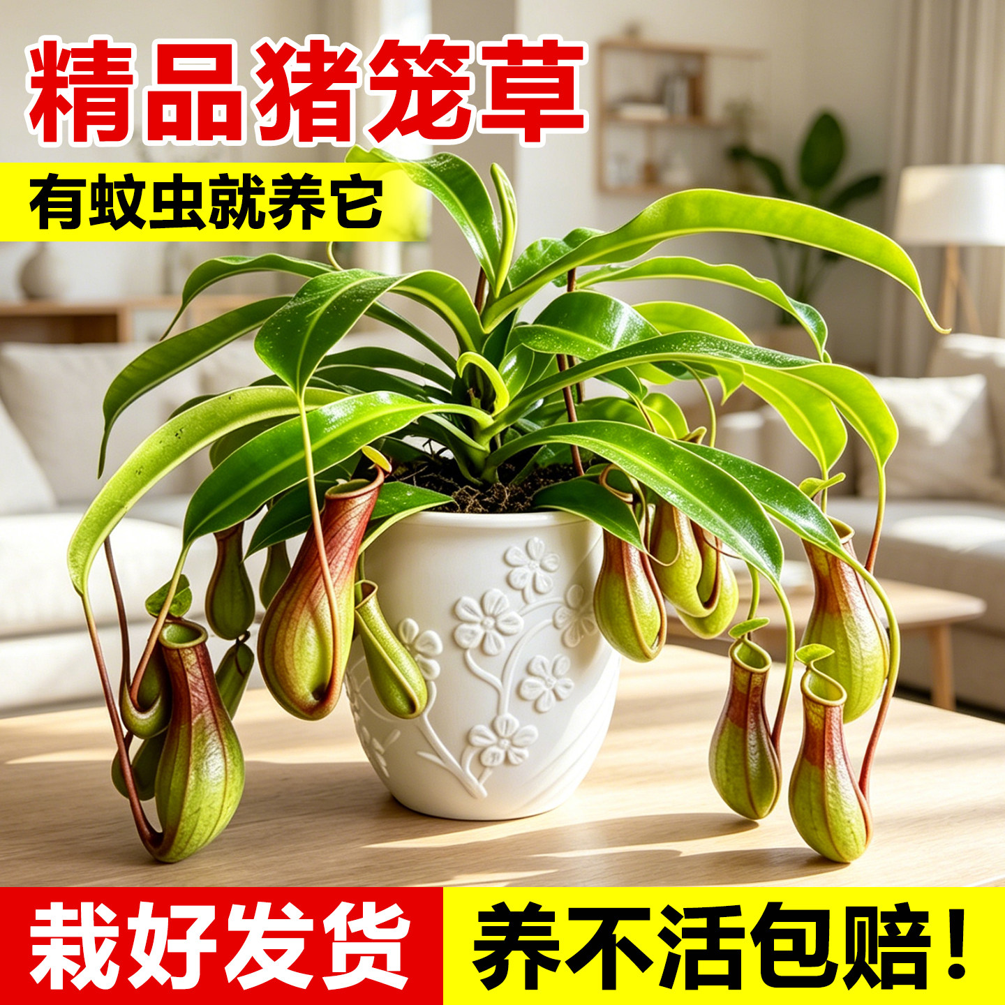 猪笼草客厅阳台驱蚊植物