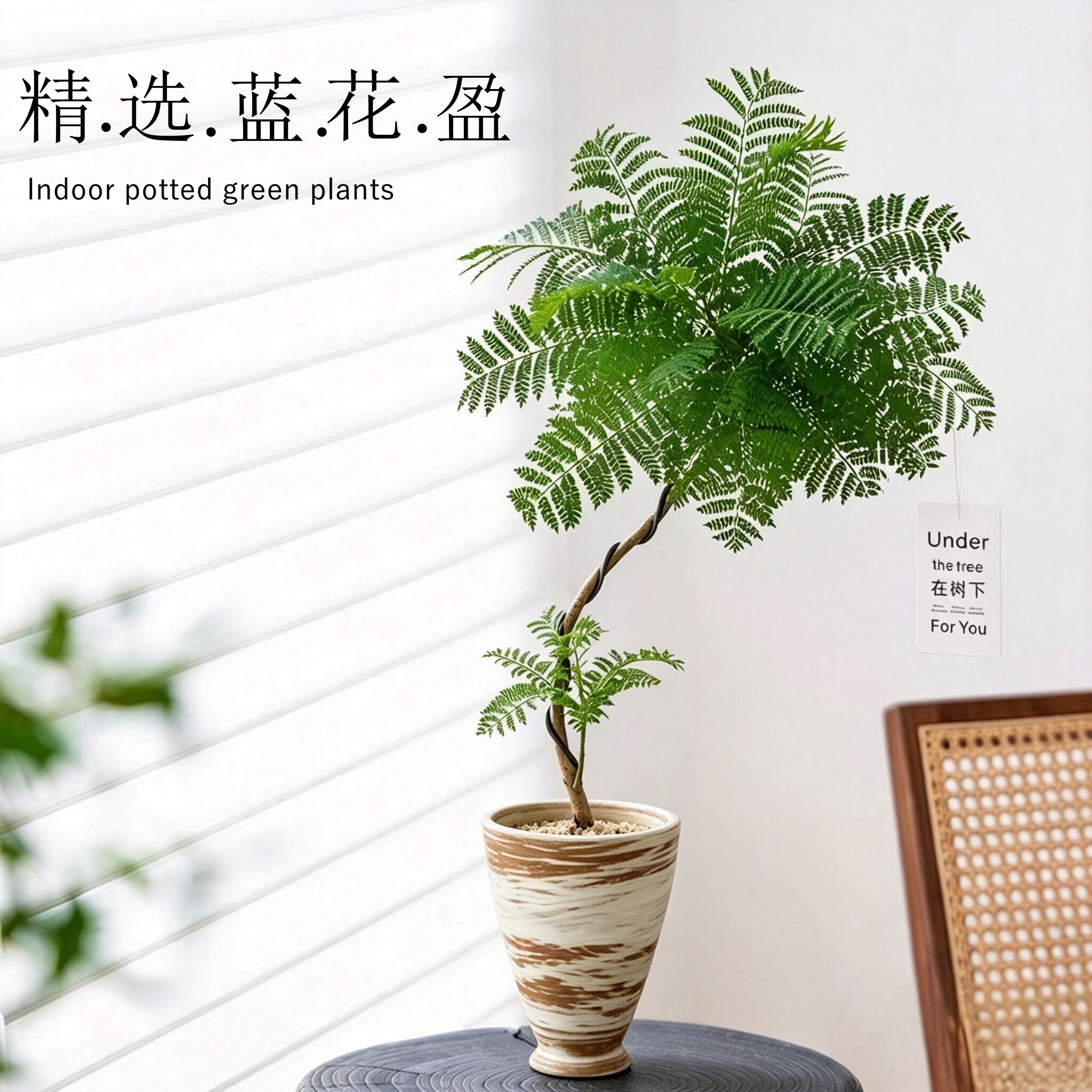 造型蓝花楹树苗盆栽绿植室内客厅办公室桌面中式禅意植物好养易活