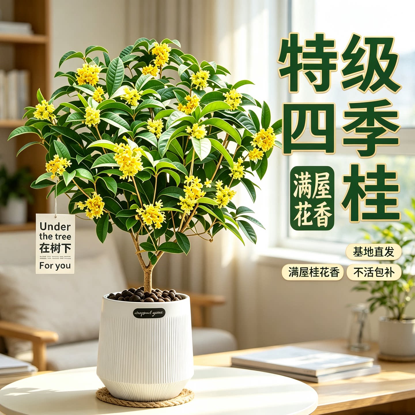 四季桂花树苗盆栽浓香型庭院地栽花卉绿植室内适合懒人阳台养的花