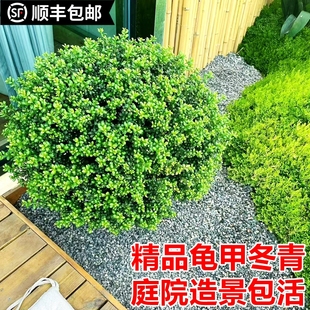 常青篱笆墙绿植庭院阳台绿化绿篱围墙植物耐寒 龟甲冬青树苗四季