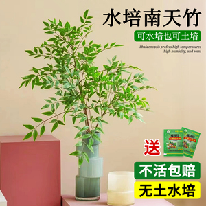 水培植物南天竹绿植室内盆栽花卉室内植物花客厅秋冬水养耐寒耐冻