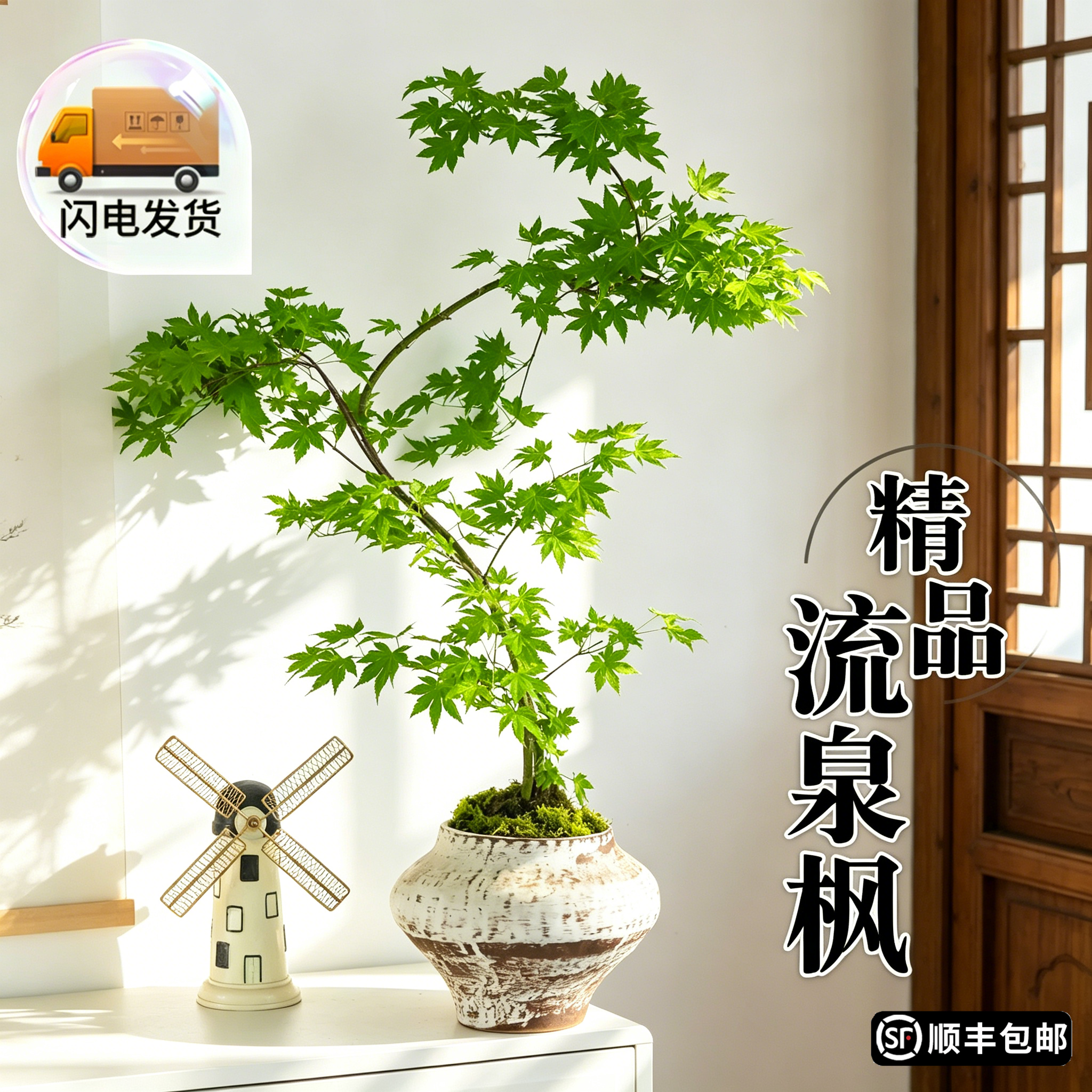 流泉枫盆栽造型盆景室内绿植客厅办公室桌面观叶植物花卉四季好养