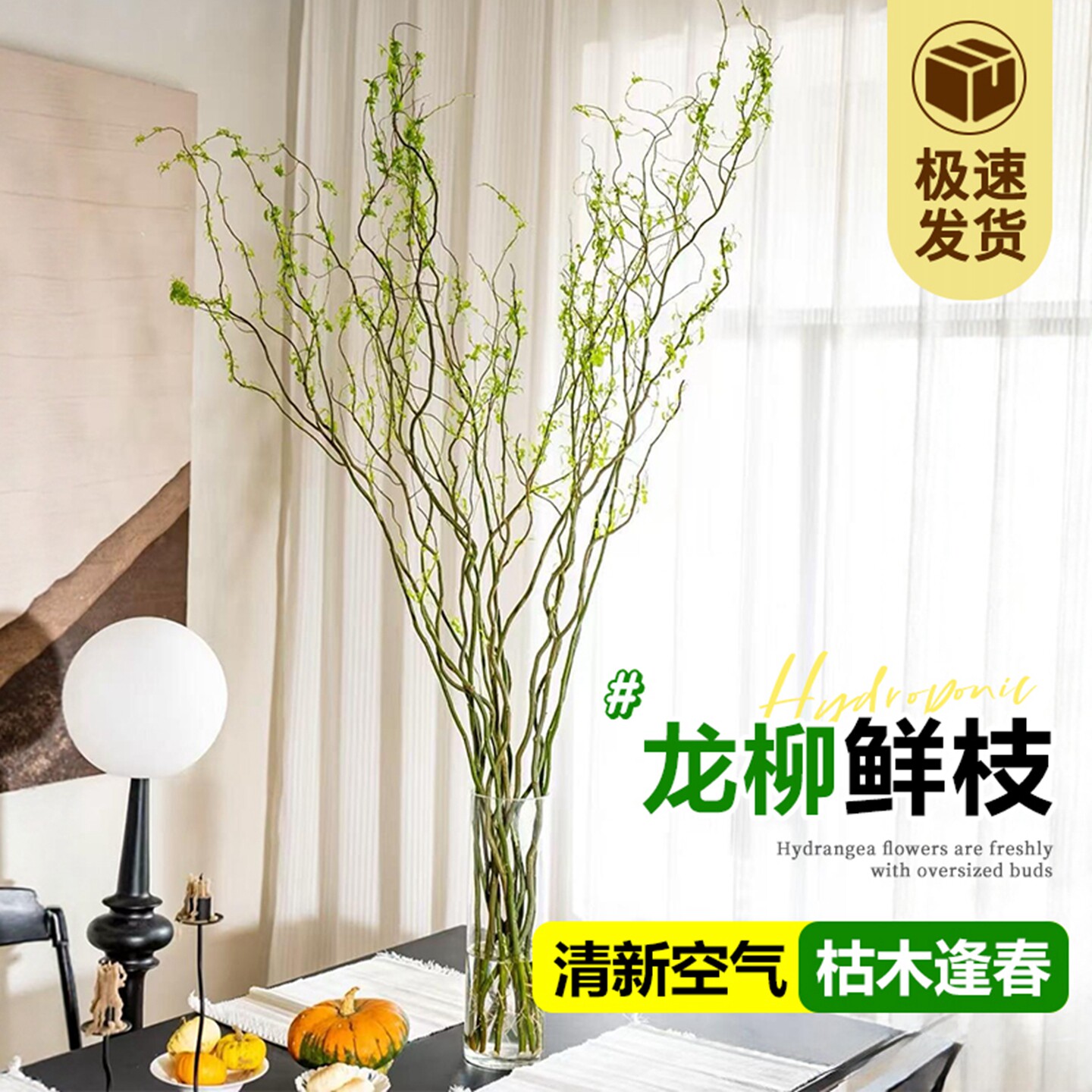 龙柳鲜枝水培植物插花客厅室内盆栽好养植物水养绿植花干枝支雪柳