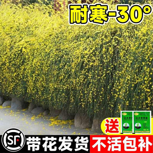 树苗阳台迎春花秉泽庭院植物连翘