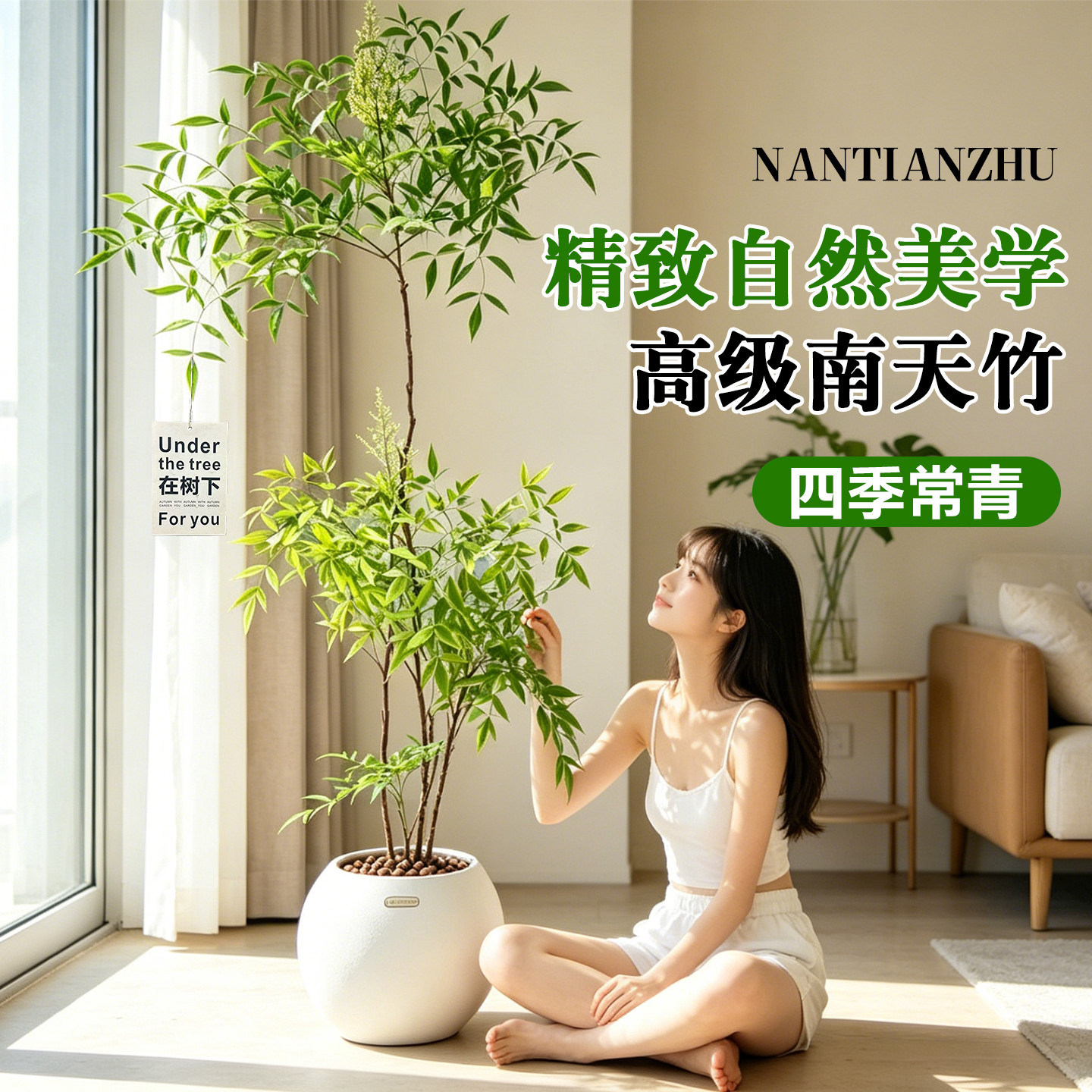 南天竹盆栽客厅真树室内绿植大型植物树苗办公室火焰老桩落地造景