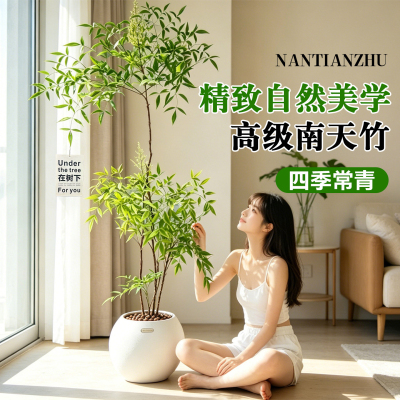 南天竹客厅室内老桩盆栽大型植物