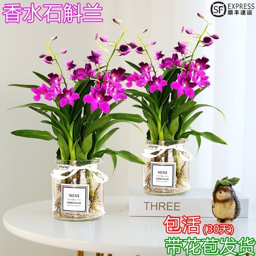 秉泽石斛兰兰花室内四季水培土培