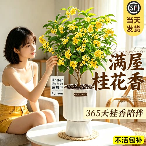 四季桂花树苗盆栽浓香型庭院地栽花卉绿植室内适合懒人阳台养的花