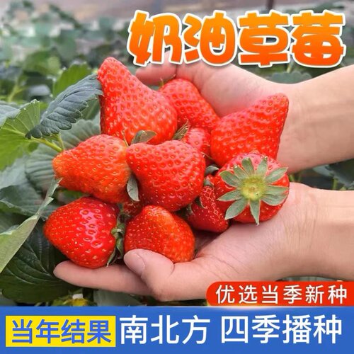 盆栽草莓苗春冬阳台庭院