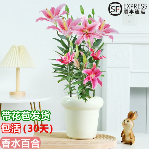 秉泽百合种球花卉室内庭院四季