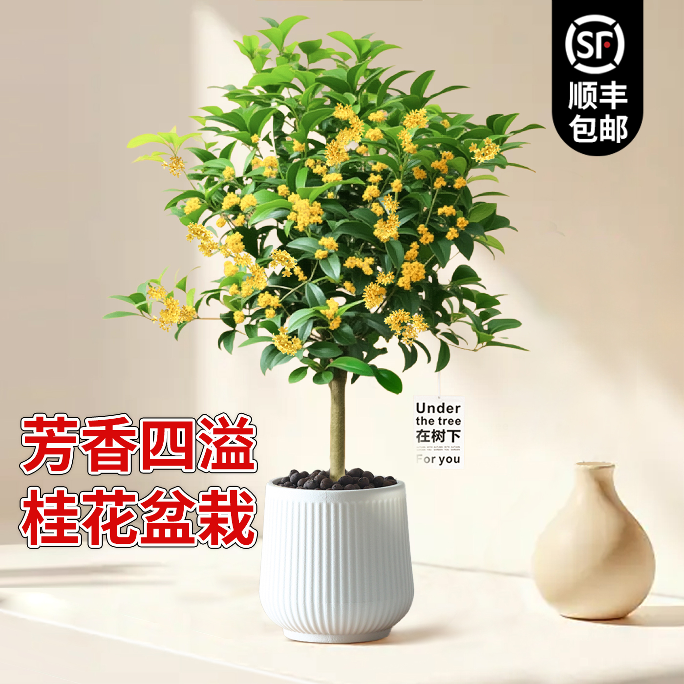 桂花树苗盆栽植物浓香型四季懒人花卉室内好养客厅桌面绿植小盆景