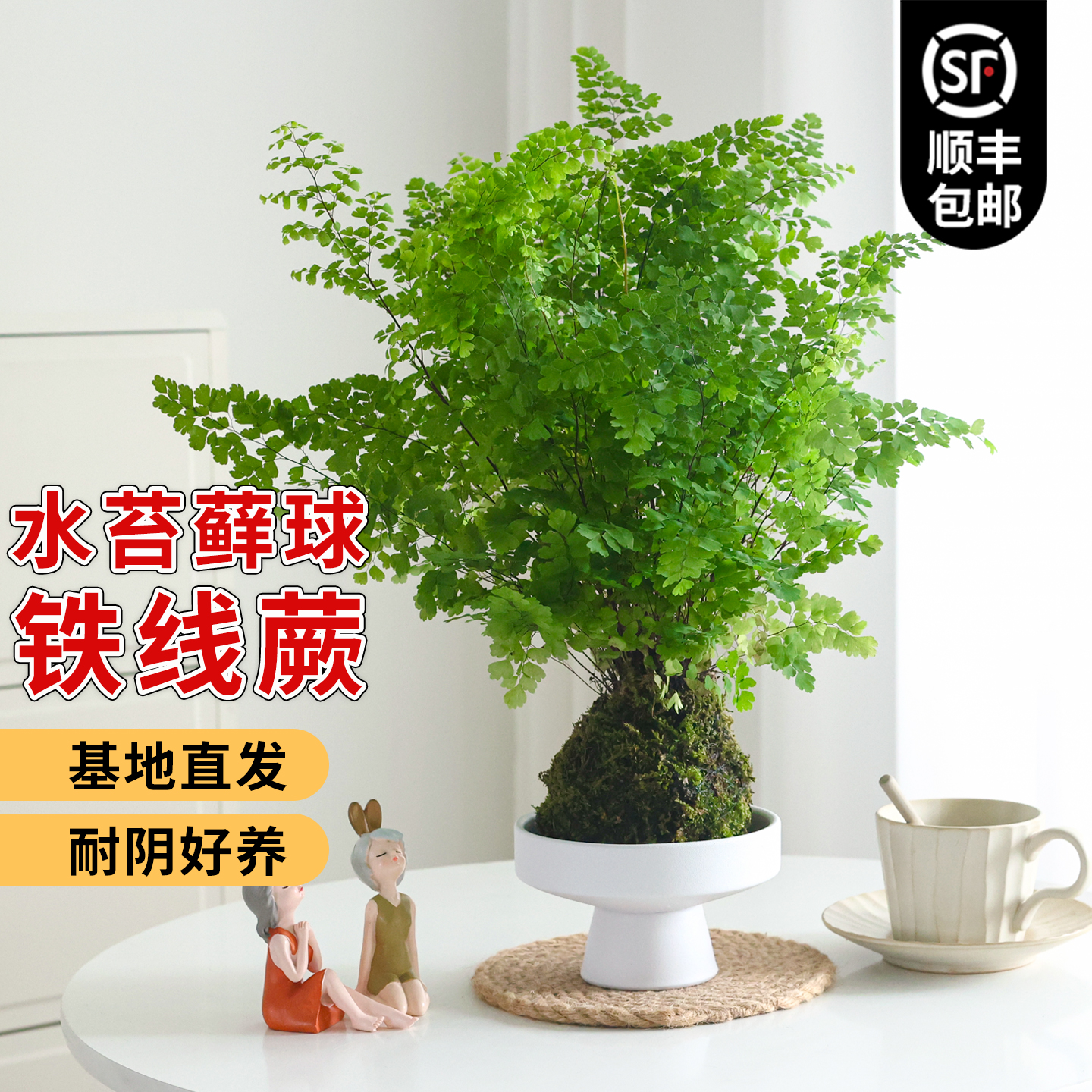铁线蕨盆栽苔藓球水培蕨类植物耐阴客厅室内外垂吊好养活四季常绿