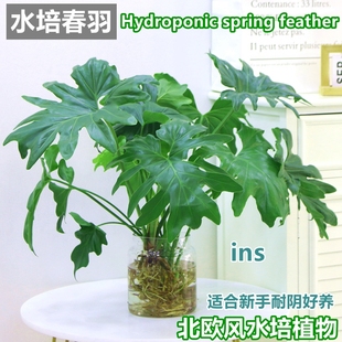 水培植物春羽盆栽室内桌面好养耐阴绿植北欧风春雨水养绿萝花卉