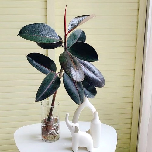 橡皮树办公桌面四季黑金刚植物