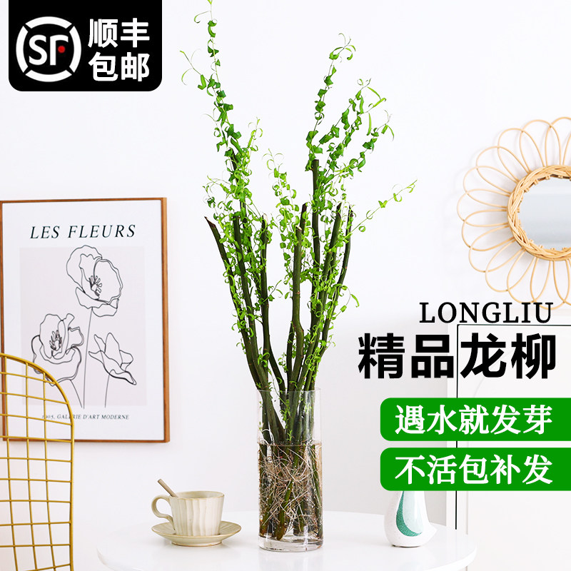 国风龙柳鲜枝水培植物干枝花卉绿植室内盆栽鲜切客厅办公室好养
