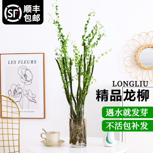 龙柳室内遇水涨叶片好养