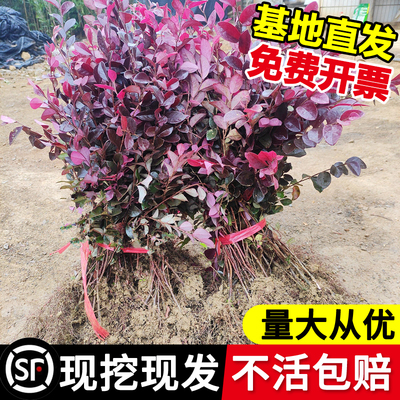 红花继木苗篱笆墙绿植围墙绿化树苗植物绿篱庭院绿化色块工程苗木