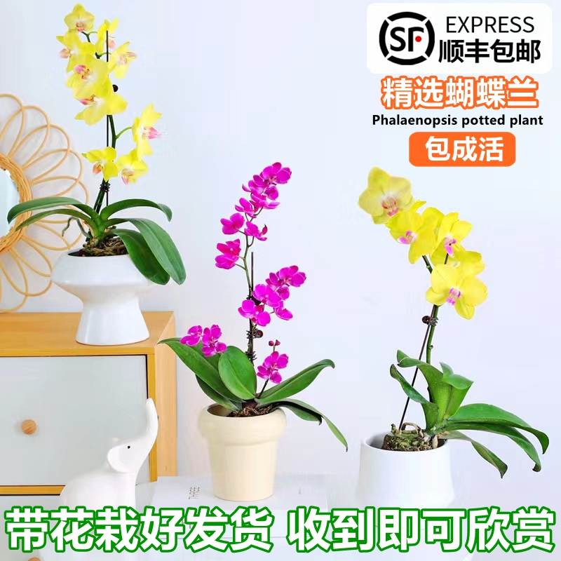 蝴蝶兰花苗带花苞文心兰大苗盆栽客厅室内石斛兰植物花卉四季开花