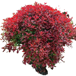 红叶石楠树苗花苗绿化苗木植物绿篱冬青室外庭院四季好养花卉绿植