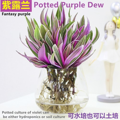 紫露兰室内水培干净好养净化空气