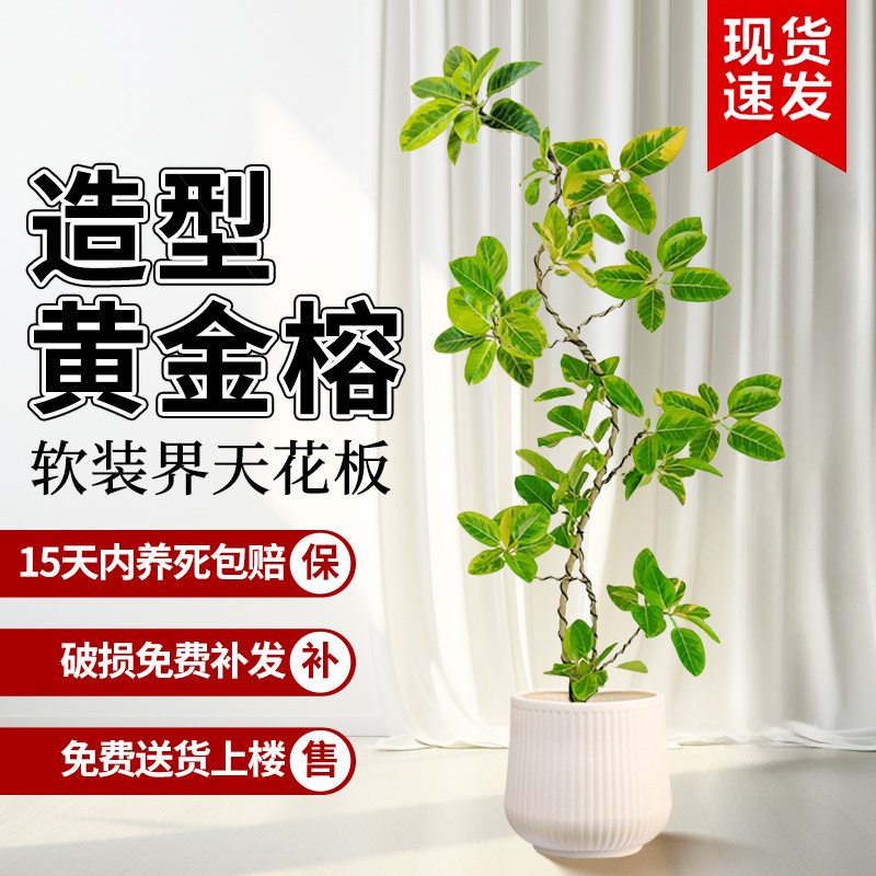 黄金榕客厅大型绿植树苗盆栽花叶橡皮树室内客厅观叶植物造型盆景