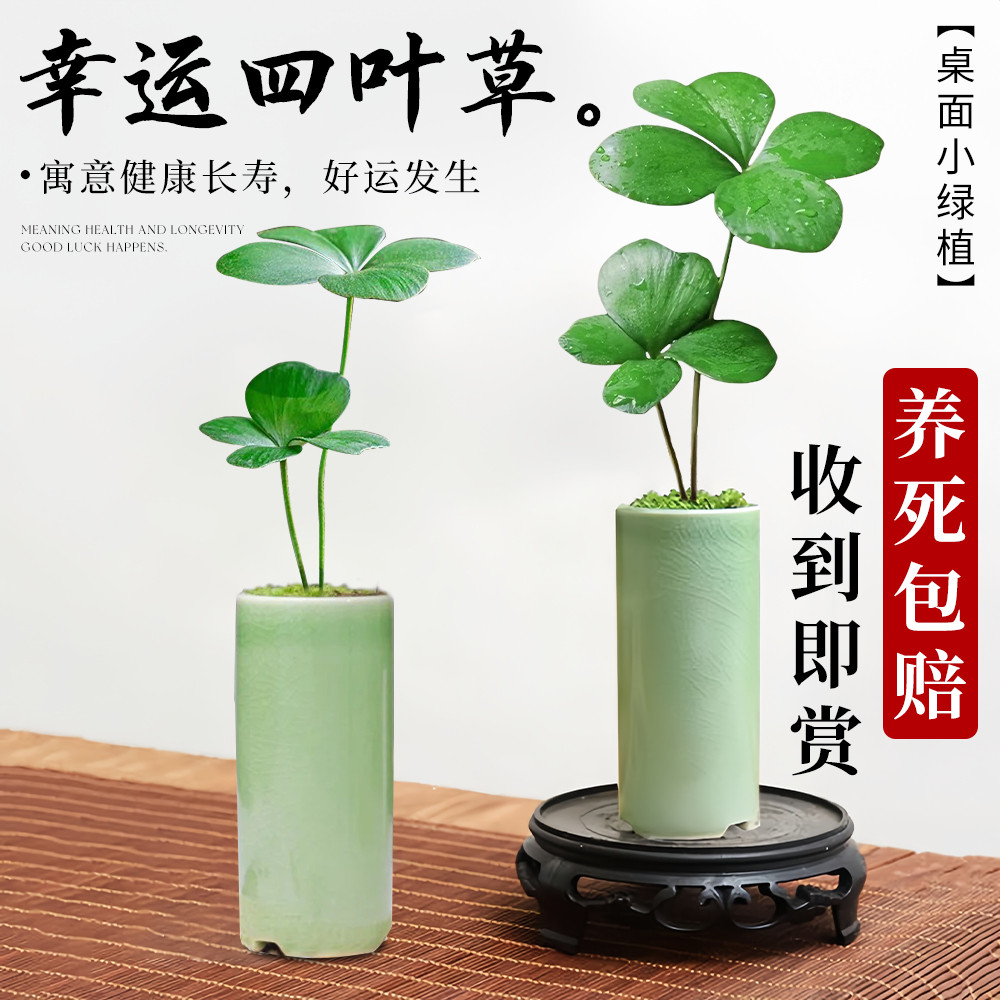 四叶草盆栽墨西哥铁迷你小盆栽水培植物办公室桌面禅意绿植盆景