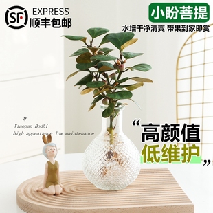 水培植物小盼菩提树盆栽带果绿植室内花卉办公室盆景客厅禅意摆件