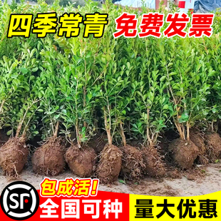 小叶黄杨树苗瓜子北海道黄杨球篱笆墙绿植绿化绿篱植物庭院好养
