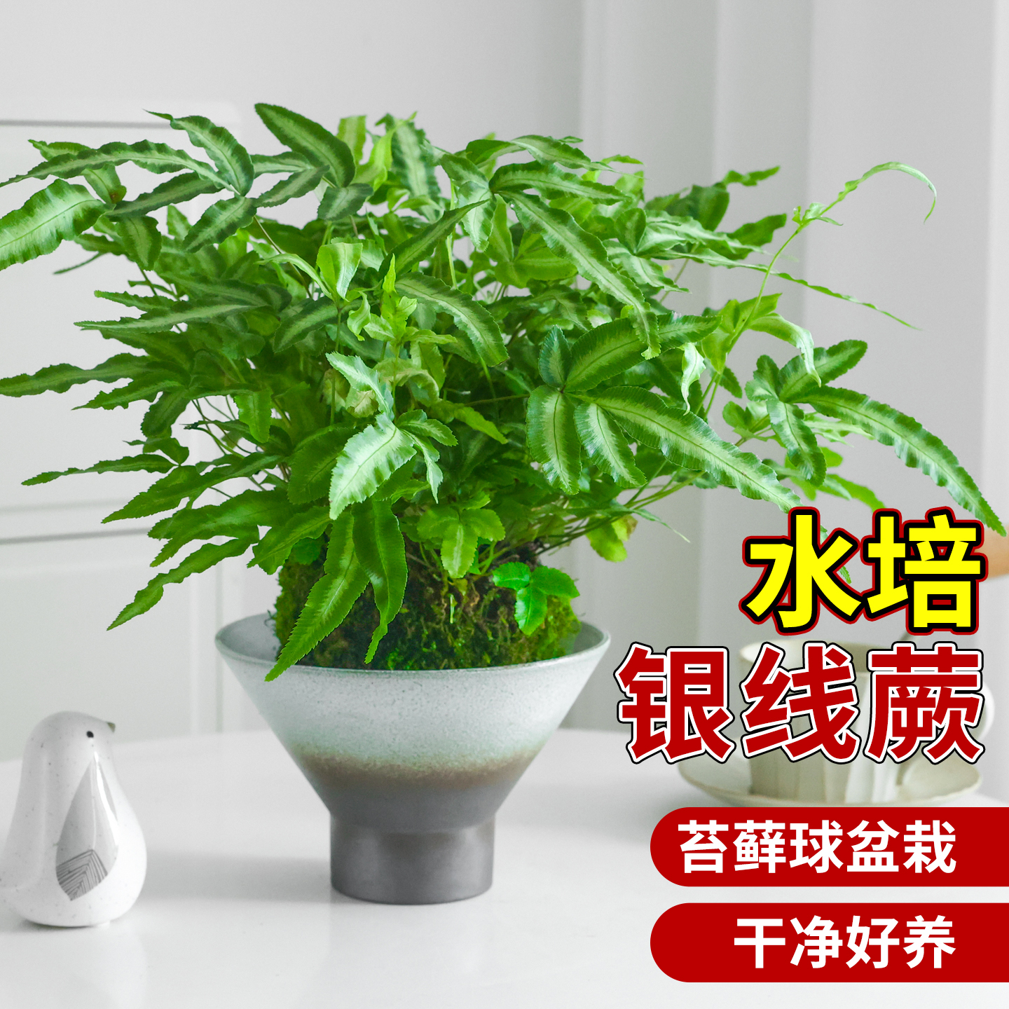银线蕨苔藓球水培植物懒人好养活
