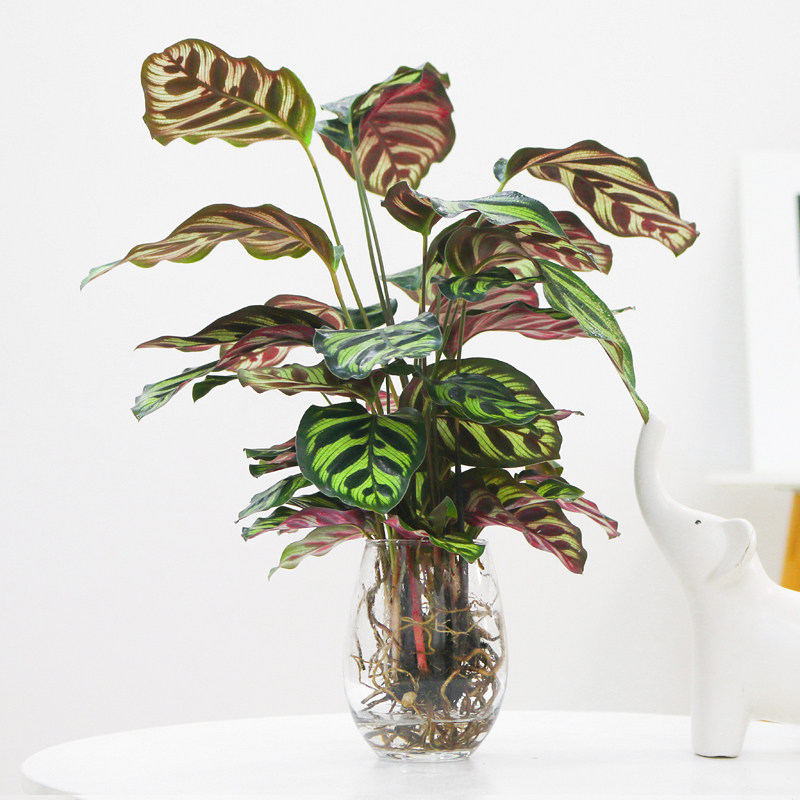 孔雀竹芋水培植物盆栽室内耐阴水养绿植花卉四季常青苹果竹芋类