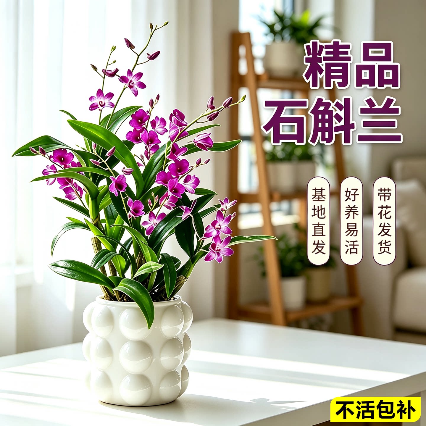 石斛兰盆栽带苞易养办公室客厅