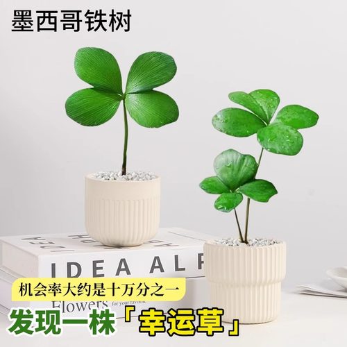 墨西哥铁室内桌面耐寒耐旱好养
