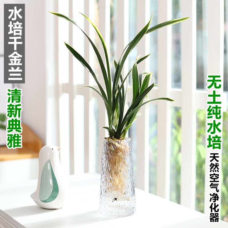 水培植物千金兰兰花金边墨兰盆栽室内好养绿植客厅办公室花卉耐寒