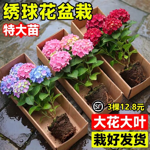 绣球花苗盆栽四季好养无尽夏盆栽