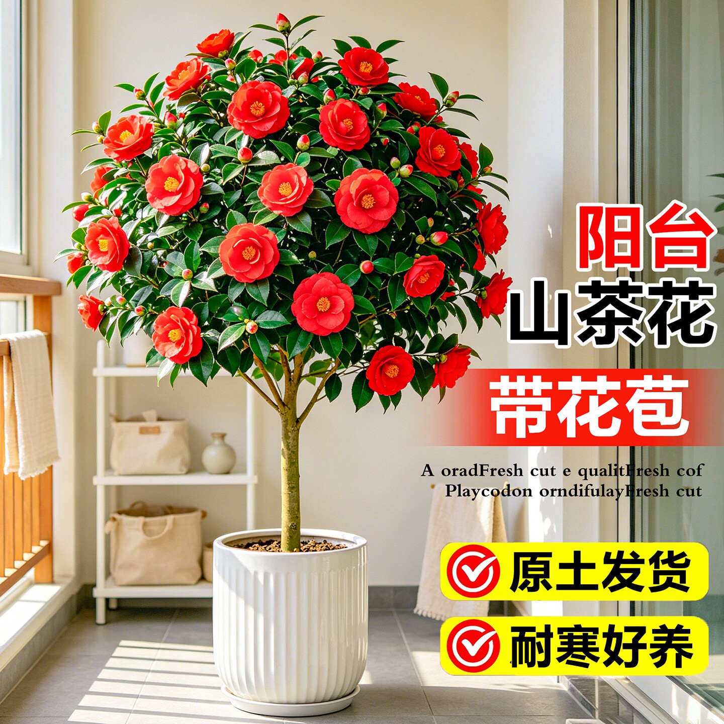 茶花树苗盆栽四季开花带苞好养图片
