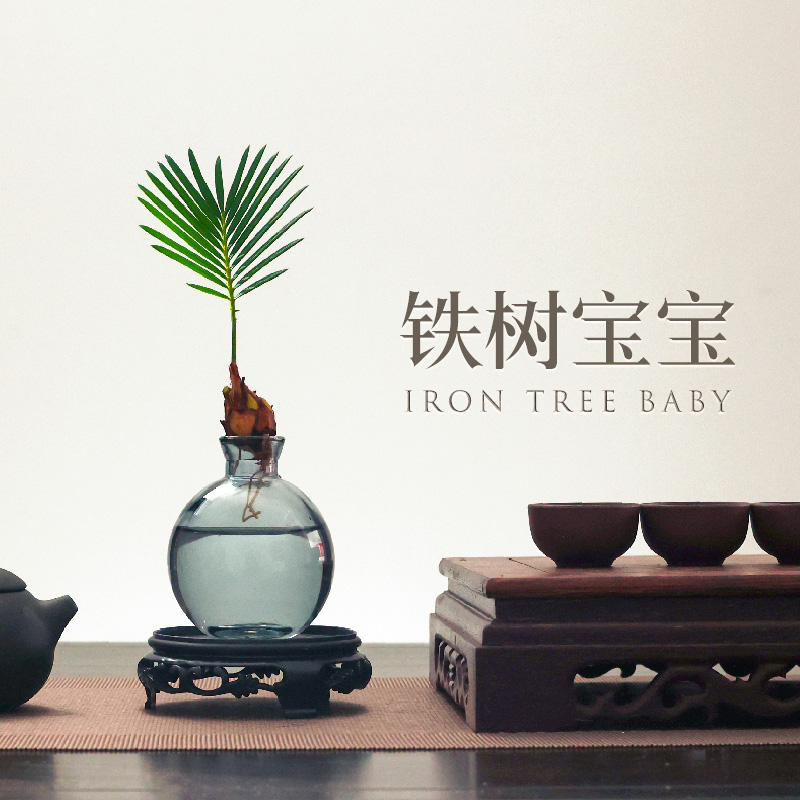 水培植物干净清爽铁树四季常青